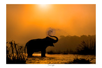 Playful Elephant in the Morning