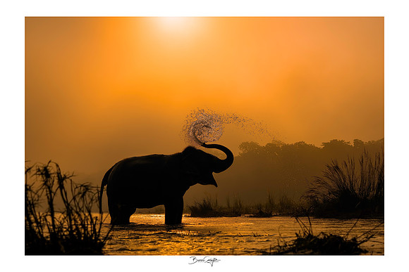Playful Elephant in the Morning