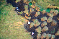 Quiet Farmers