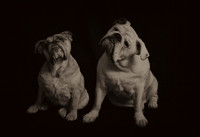 Very Curious Dogs