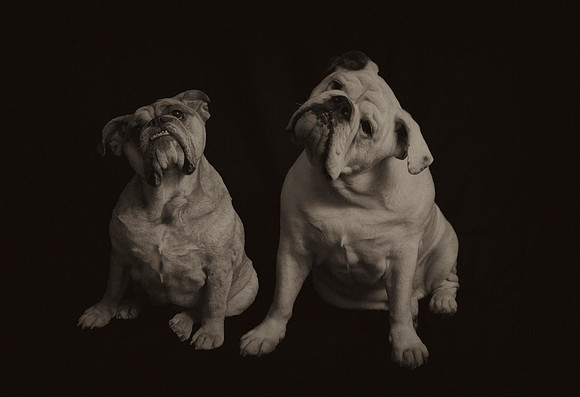 Very Curious Dogs